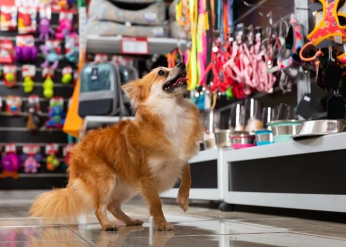 fornecedores de produtos para pet shop